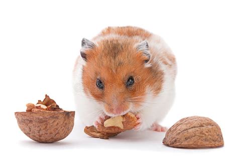 Brown Hamster Stock Photo Image Of Whisker Closeup 29348472