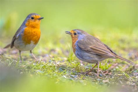 How Can You Tell Male And Female Robins Apart Bird Spot