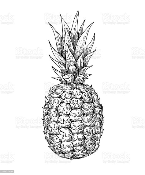Vector Hand Drawn Pineapple Summer Fruit Engraved Style Illustr Stock