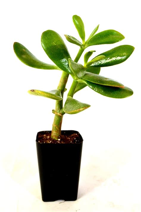 Jade Plant Best Office Desk Plants Popsugar Home Uk Photo 33