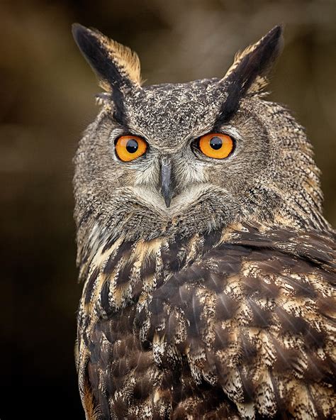 Eurasian Eagle Owl Photograph By Pat Eisenberger Pixels