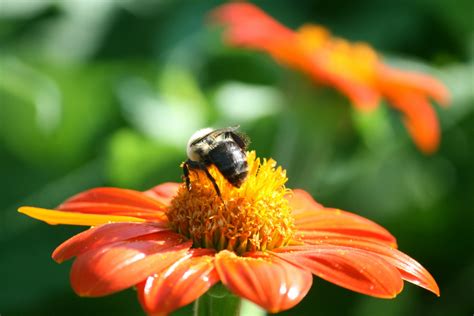 Protecting Pollinators In Urban Areas Use Of Flowering Plants