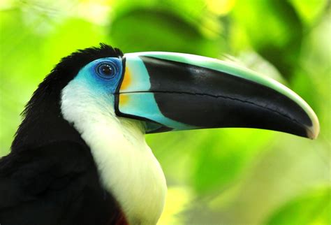 Free Tucan In The Colombian Jungles Stock Photo
