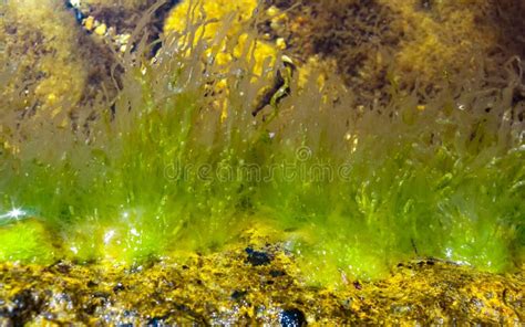 Green Algae Enteromorpha Sp Ulva On A Stone At Low Tide Black Sea