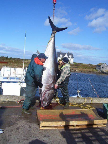 √ Recreational Halibut Fishing Nova Scotia