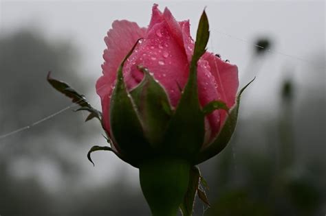 Premium Photo Closeup Of A Pink Rose Bud Covered In Dewdrops