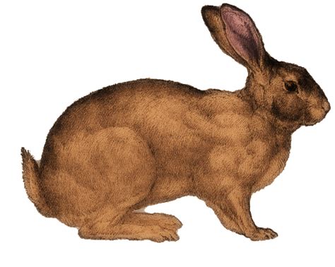 The Graphics Diva Free Vintage Graphic Handsome Rabbit