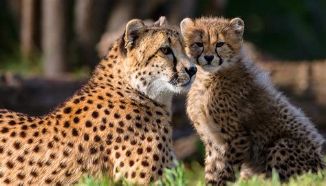 African Cheetah San Diego Zoo Wildlife Explorers