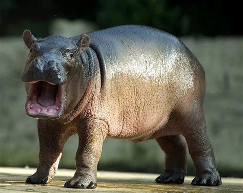 Маленький гиппопотам в зоопарке Берлина Baby Hippo Cute Hippo Baby