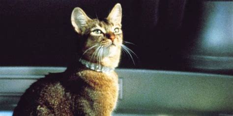 Did you find what you were looking for? The Cat from Outer Space (1978) - Norman Tokar | Synopsis ...