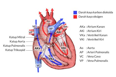 Menilik Anatomi Jantung Dan Cara Kerjanya Alodokter