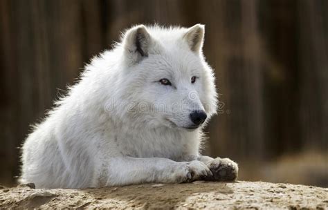 Portrait Of An Arctic Wolf Stock Photo Image Of Snow 155191300