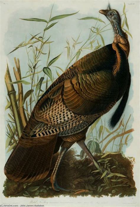 art reproductions wild turkey 1845 by john james audubon 1785 1851 haiti