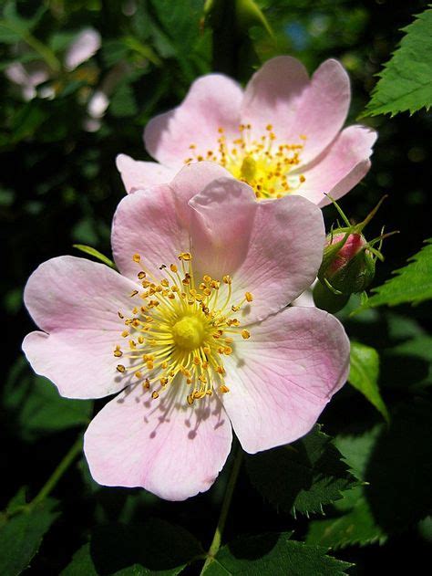 35 Best Shade Tolerant Climbing Rose Images Climbing Roses Rose Garden