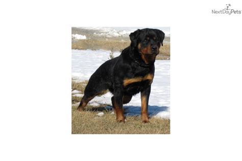 Had three litters of beautiful babies! Puppies for Sale from Arduser Rottweiler ( Iowa ) 515-689-9091 - Member since October 2008