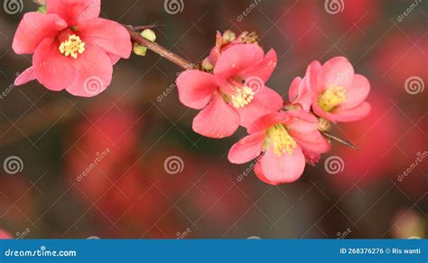 Red Winter Flowers Branch On Blur Background Stock Photo Image Of