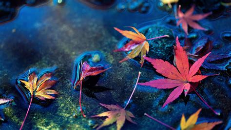 Autumn Leaf Water Wallpapers Wallpaper Cave