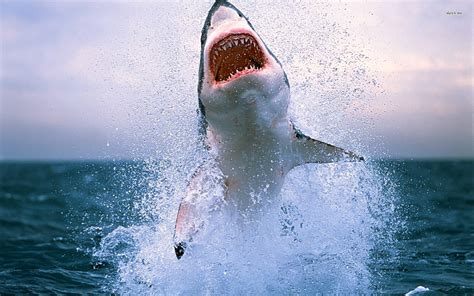 Find the best great white shark wallpaper on wallpapertag. Great White Shark Wallpaper ·① WallpaperTag