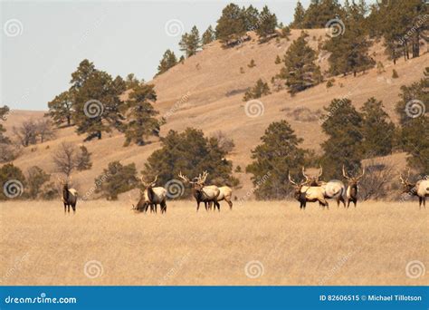 Elk Herd At The Nebraska Wildlife Refuge Stock Image Image Of Refuge