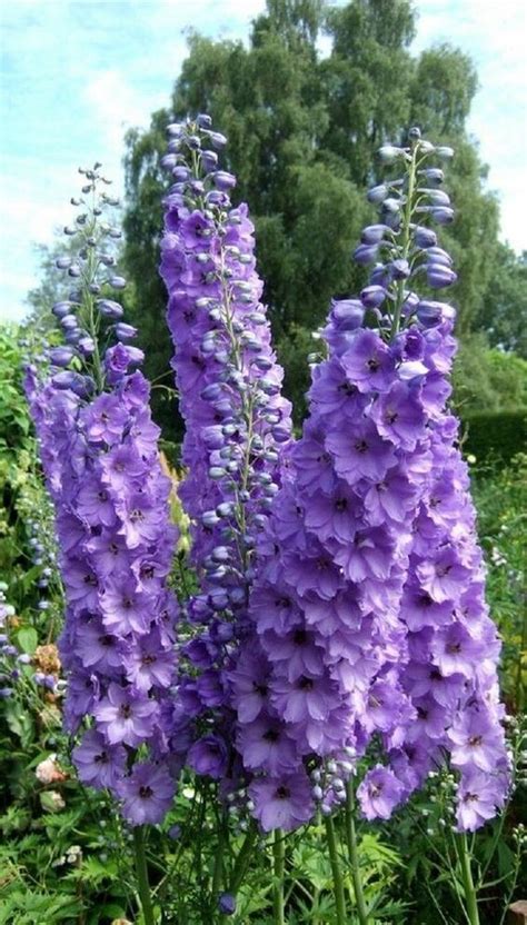 Arrangements With Purple Flowers Gorgeous Shades In Your Garden My