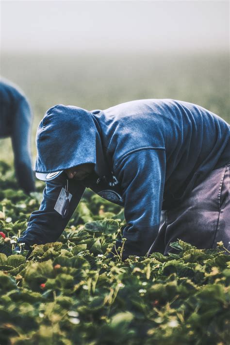 Field Workers Strawberry Picking In California Public Policy