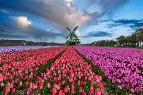 Flower Field In Holland Jim Zuckerman Photography And Photo Tours