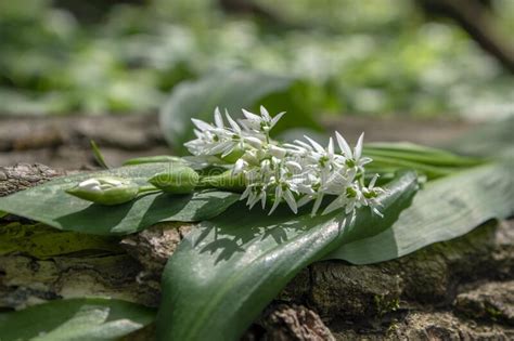 Allium Ursinum Wild Bears Garlic Flowers In Bloom White Rmasons