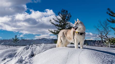 Picture Husky Alaskan Malamute Dogs Winter Snow Clouds 2560x1440