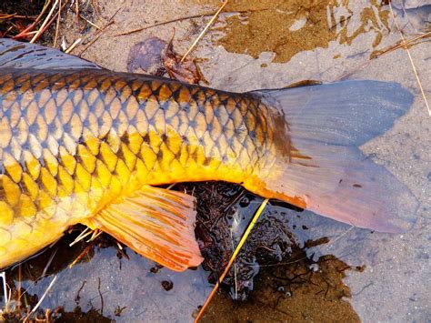 Connecticut Fly Angler First Carp Of 2015