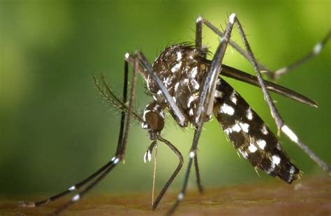 Dinas Kesehatan Jakarta Bakal Sebar Nyamuk Wolbachia Untuk Tekan Kasus