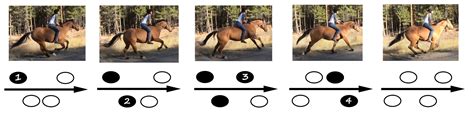 A Guide To Quadrupeds Gaits Walk Amble Trot Pace Canter Gallop