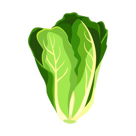 Romaine Lettuce Illustrations Royalty Free Vector Graphics And Clip Art