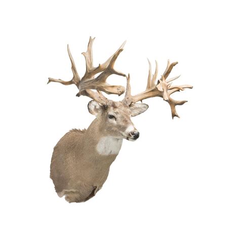 40 Point Whitetail Deer Shoulder Mount For Sale At 1stdibs