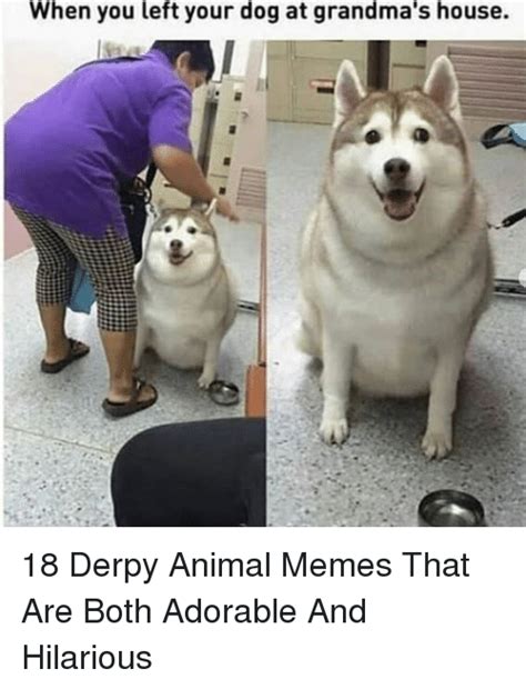 When You Left Your Dog At Grandmas House 18 Derpy Animal Memes That