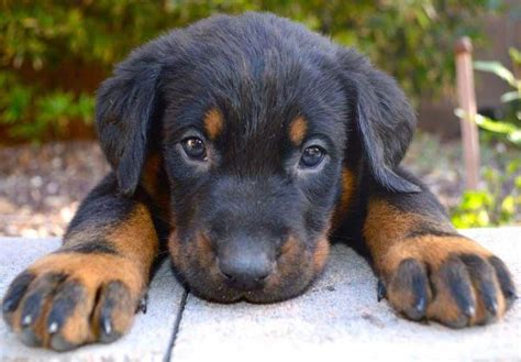 Beauceron Baby Dogs Dog Breeds Cute Dogs