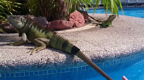 Iguana Time Puerto Vallarta Youtube