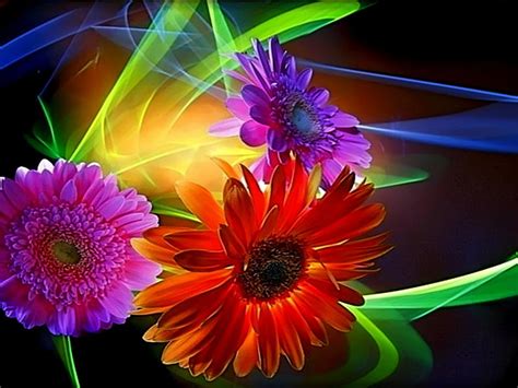 Colorful Daisies Bright Flowers Daisies Colorful Hd Wallpaper Peakpx