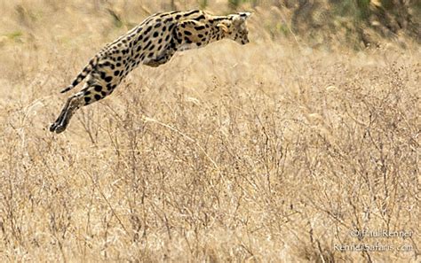 Servals Can Leap Up To 3 Metres In The Air Serval Cats Big Cats Cats