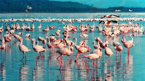 Lake Naivasha National Park Rwanda Tour Companies