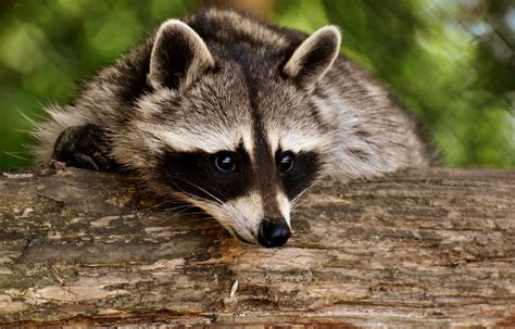 14 Animals That Look Like Raccoons With Pictures Fauna Facts