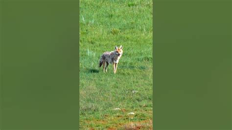 Coyote Chases After Dog Owner Makes Him Pay With A Supersonic Bullet