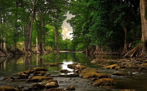 42 Trees With Water Wallpaper On Wallpapersafari