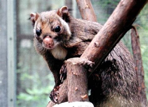 Japanese Giant Flying Squirrel Alchetron The Free Social Encyclopedia