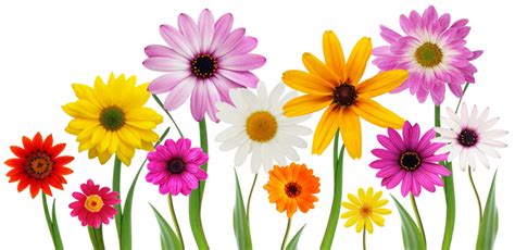 Colorful Summer Spring Flowers Png Transparent Background Free