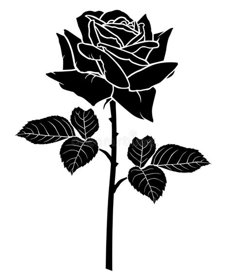 Silhouette Of The Rose Stock Vector Illustration Of Vector 23090533