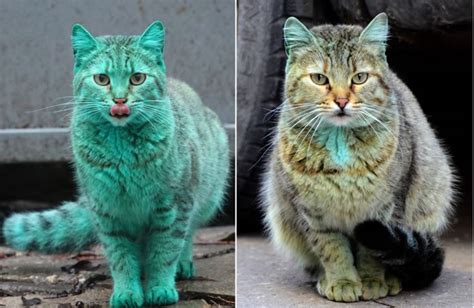 Discover The Mystery Of The Green Cat That Appeared In Bulgaria
