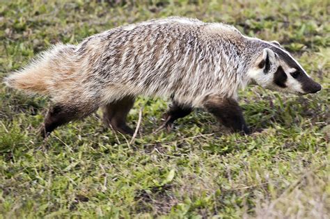 Taxidea Taxus Point Reyes 2007 American Badger Wikipedia