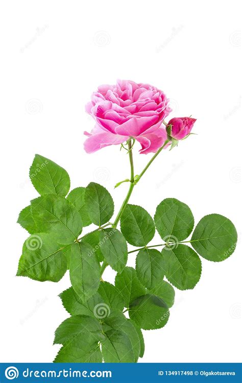 Beautiful Pink Rose Flower On Stalk With Green Leaves Isolated On White