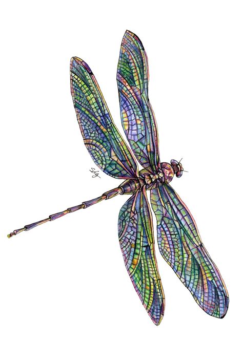 Dragonfly Illustration Dragonfly Drawing Color Pencil Art Nature