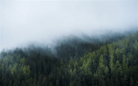 Forest Mist Trees Nature Wallpapers Hd Desktop And Mobile Backgrounds